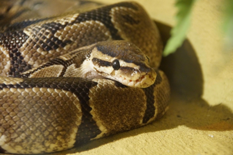 Royal python - De Zonnegloed - Animal park - Animal refuge centre 